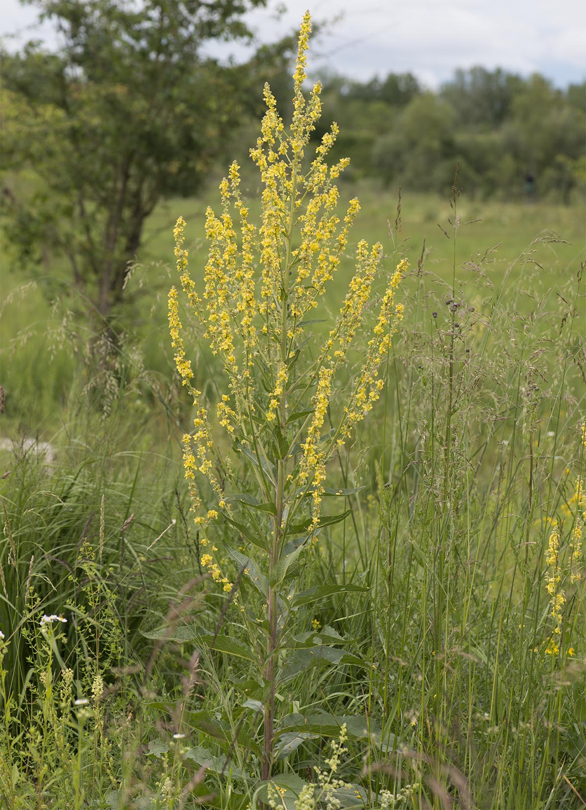 Verbascum lychnitis